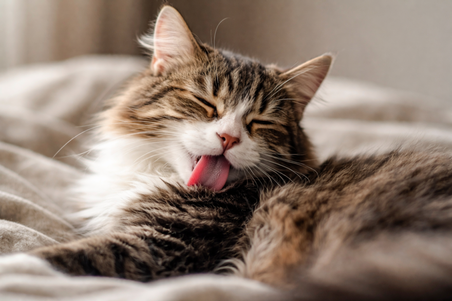 Kocka-olizujici-si-srst-ionic-care