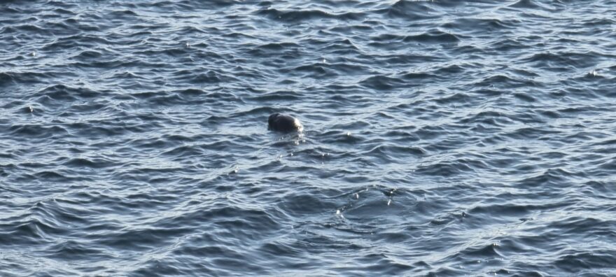 Tuleň u majáku Kermorvan, který loví ryby.