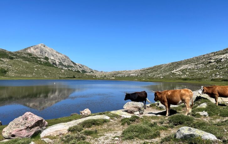 Lovci iontů u jezera Lac de Nino na Korsice a krávy.
