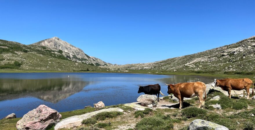 Lovci iontů u jezera Lac de Nino na Korsice a krávy.